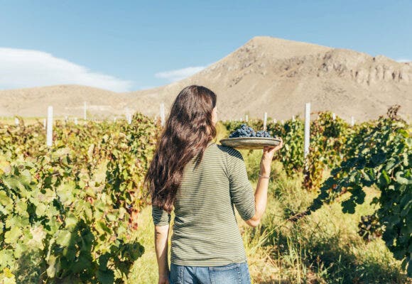 Woman walking through vineyard with a grape sample in Armenia