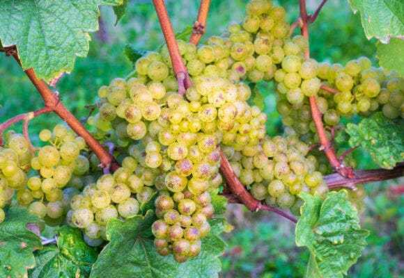 Riesling grapes on vine