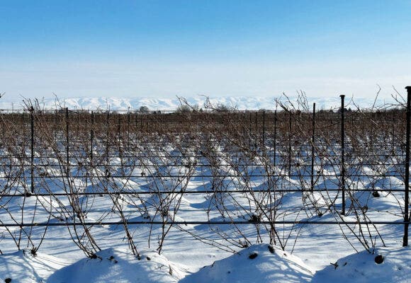 vineyard of Mini Head Trained vines covered in snow