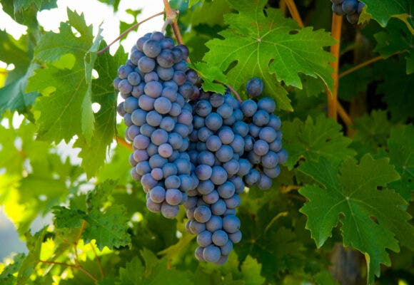 Sangiovese tasting tips grapes on vine