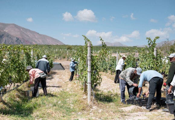 Armenian vineyard