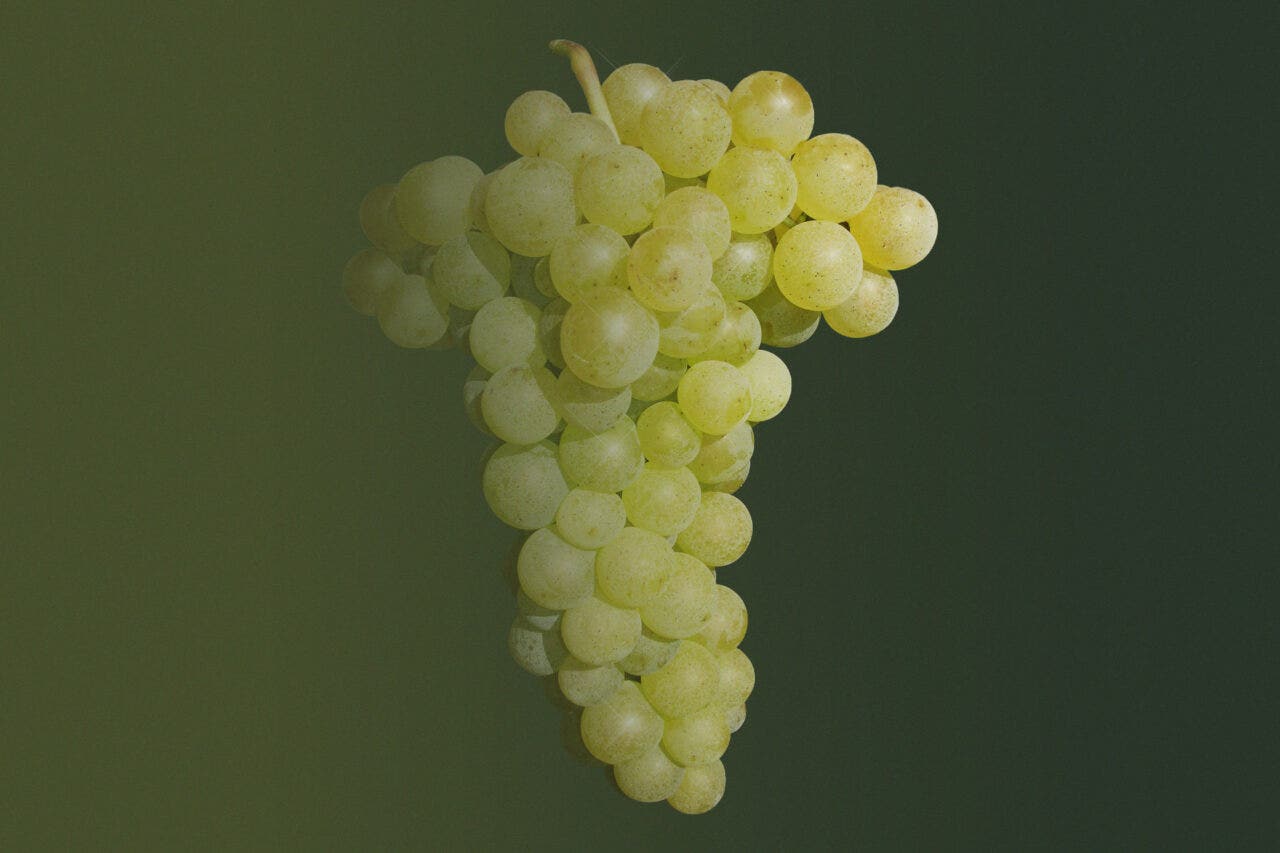 Gouais Blanc grapes on a designed background