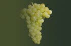 Gouais Blanc grapes on a designed background