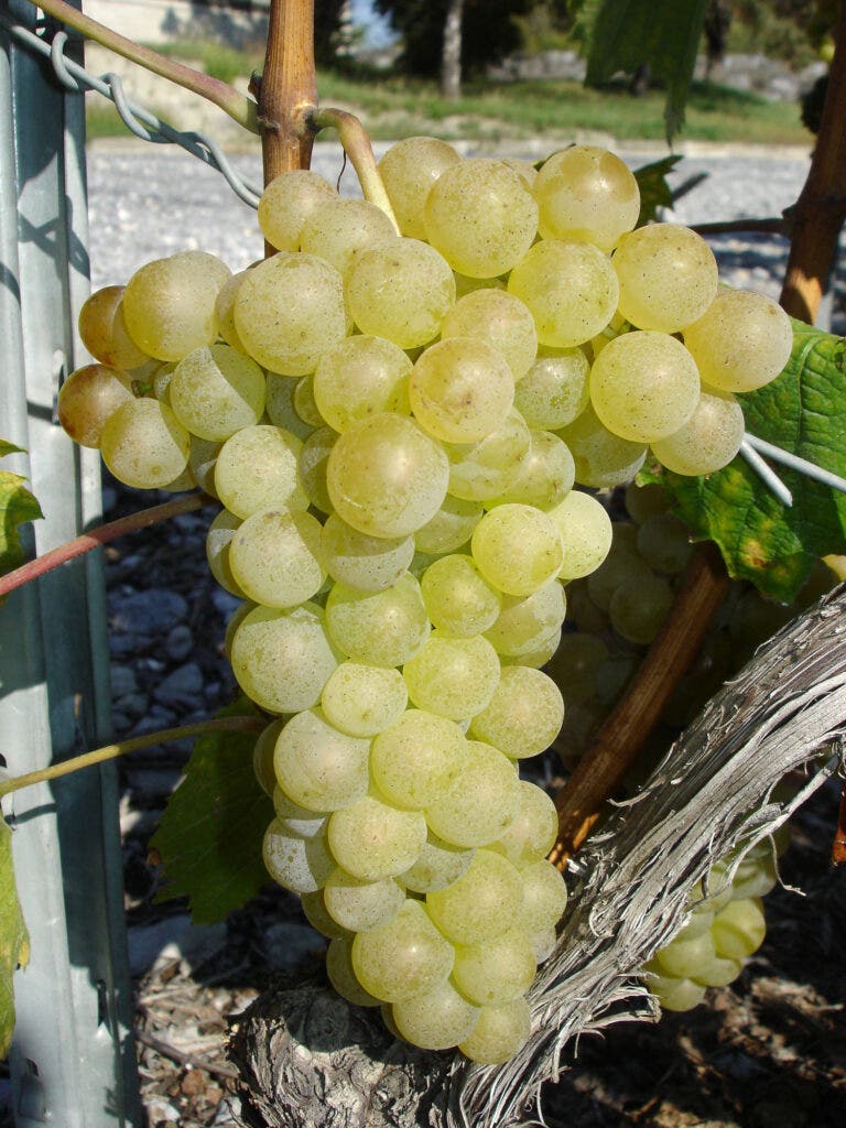Close up of Gouais Blanc Grapes