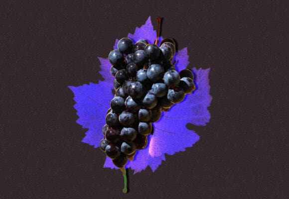 A bunch of grapes laid over a Carmenere leaf on a dark purple background