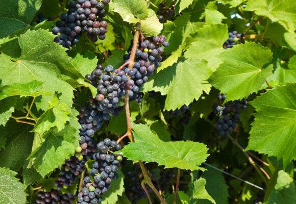 Looking up at bunches of Baco Noir grapes hanging on the vine.