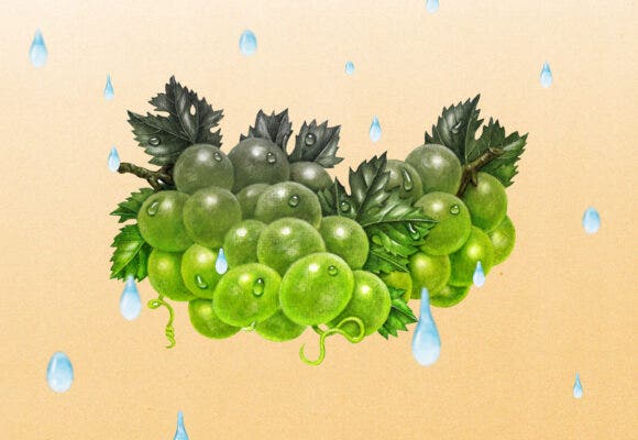 An illustration of grapes with drops of rain coming down