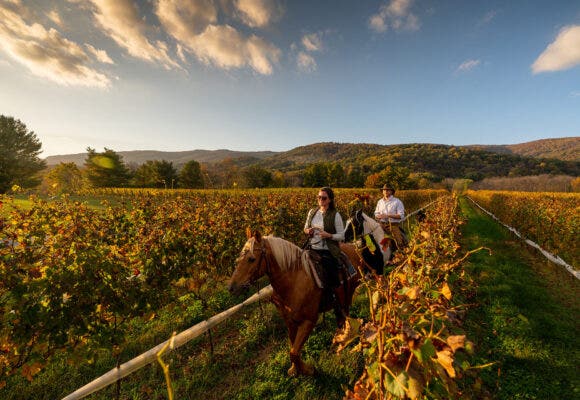 Pollak Vineyards - Indian Summer Guide Service offers horseback tours of several wineries along the Monticello Wine Trail. Pictured here is a tour of Pollak Vineyards in early fall, right as the leaves are beginning to change color.