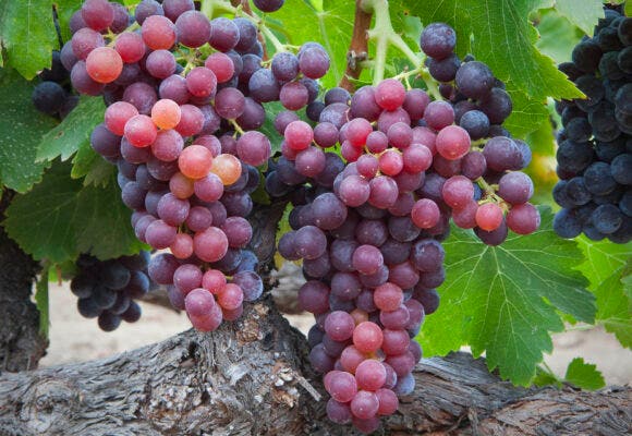 Picture of ripe red Grenache grapes hanging on a grapevine