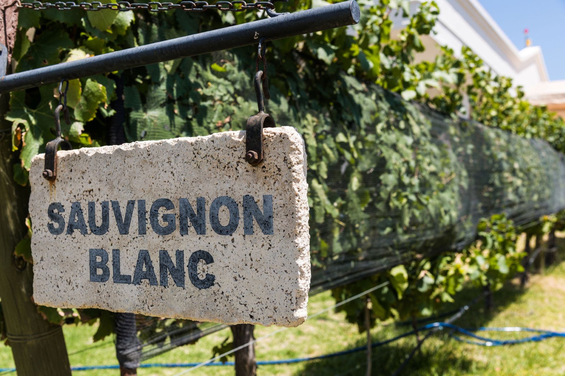 Sauvignon Blanc Vineyard Signpost