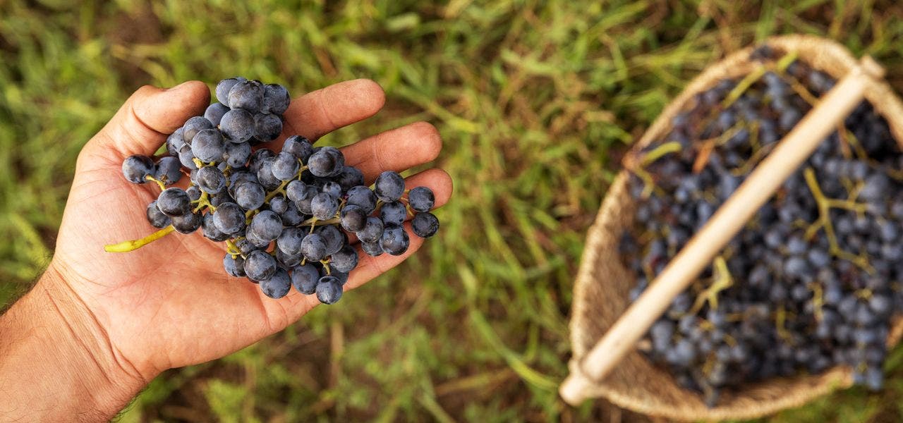 Wines of Georgia Header image of hand holding grapes